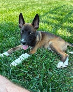 CLYDE