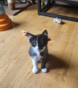 COCO