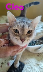 Cleo