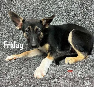 FRIDAY