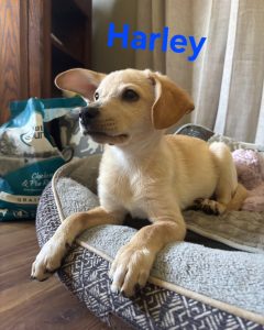 HARLEY