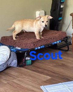 SCOUT