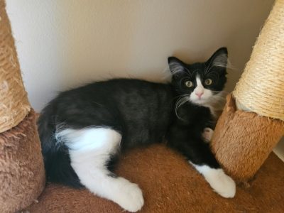 SYLVESTER
