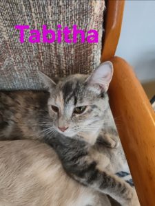 Tabitha