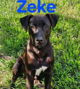 Zeke