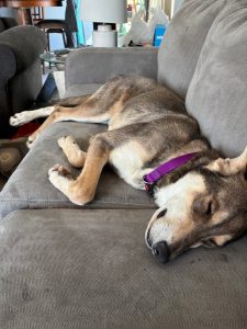 nova