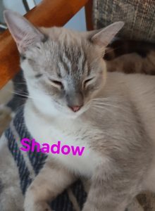 shadow