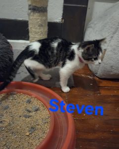 steven