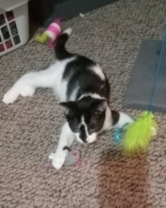 whiskers